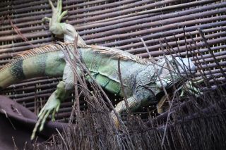 GC-Crocodilo Park 2020-022.JPG